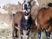 Ziegenbock, Ziegen — Foto 4