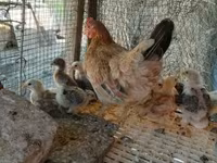 Chickens — الصورة 3