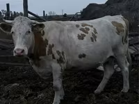 Сиыр, Simmental cattle — 1-сурет