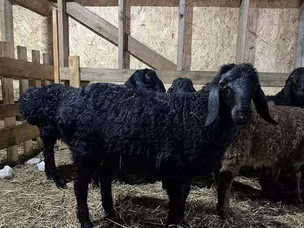 Ovan, Baerchuke sheep