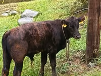 Bull, Aberdeen-Angus — photo 5