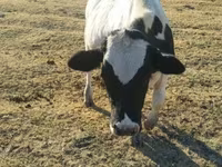 Bik, Russian Black pied cattle — fotografija 5