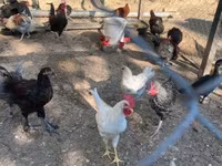 Marans — foto 6