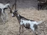 تيس, Nubian Goat — الصورة 2