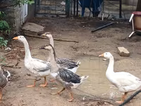 Geese — zdjęcie 4