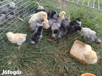 婆罗门鸡 — 照片 8