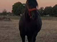 Stute, Pferde — Foto 5