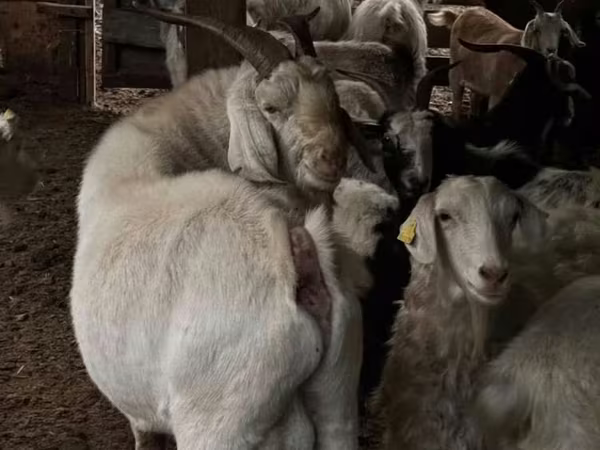 Ешкі, Ешкілер