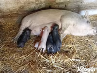 मादा सूअर, Вьетнамская вислобрюхая — फ़ोटो 2