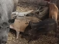 Truie — photo 2