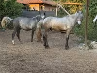 Caballo, Caballos — foto 4