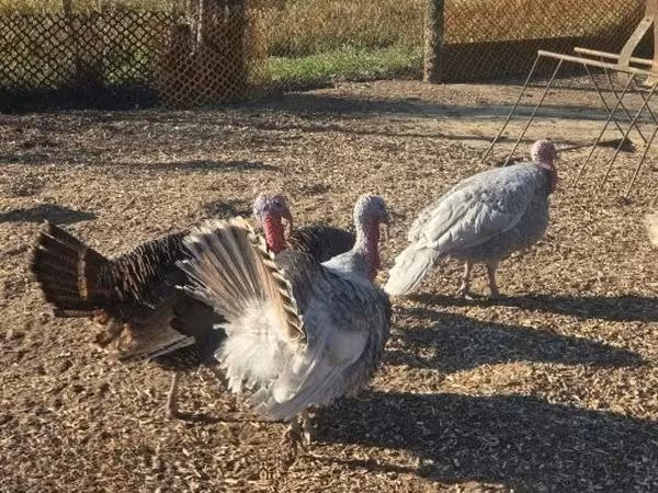 Turkeys — Macarıstan