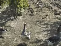 Geese — 写真 5