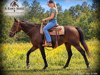 Kobila, Quarter Horse — fotografija 1