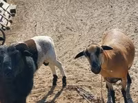 Sheep, Cameroon sheep — photo 1