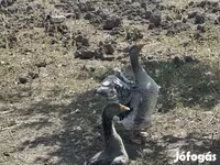 Geese — fotografija 1