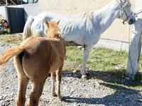 Jument, Horse breed — photo 3
