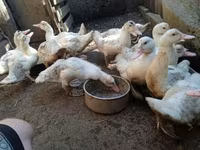 Ducks — Foto 5