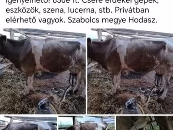 雌牛, Simmental cattle