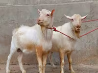 Koza, Saanen goat — fotografija 3