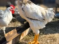 Chickens — zdjęcie 1