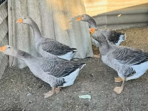 Geese — Węgry