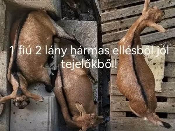 Koza, Kozy