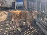 Bulle, Limousin-Kuh — Foto 7