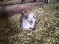 Billy Goat, Goats — photo 7