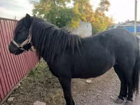 Kobila, Shetland Pony — fotografija 2