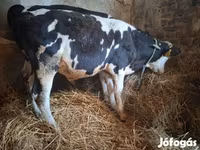 Bulle, Russian Black pied cattle — Foto 2
