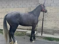 Pastuv, Kustanai horse — fotografija 2