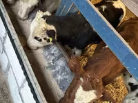 Cattle (batch, sex not specified), Russian Black pied cattle — photo 5