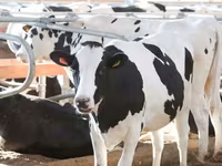 Krowa, Swiss cattle — zdjęcie 6