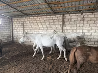 Égua, Cavalos — foto 3