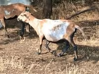 Қой, Cameroon sheep — 3-сурет
