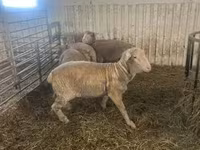 Qoç, Merino sheep — foto 1