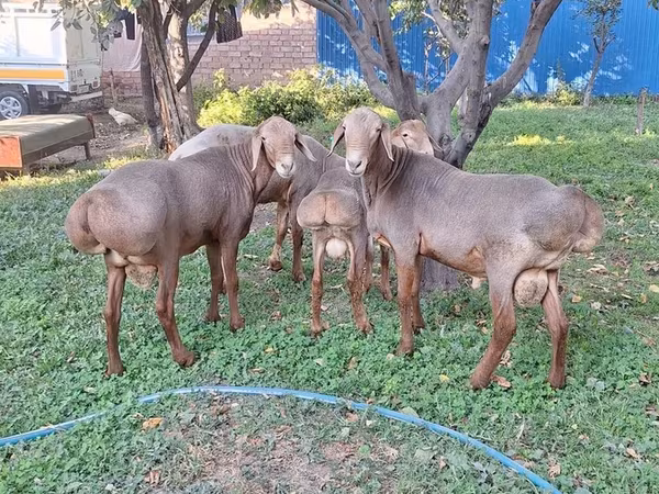 Баран, Arashan sheep