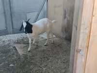 Cabra, Nubian Goat — foto 4