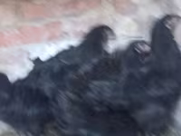 Australorp — fotografija 1