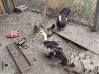Ducks — الصورة 3