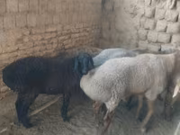 母羊, Sheep — 照片 2
