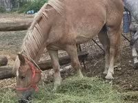 母马, Horses — 照片 5