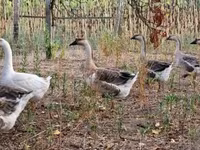 Geese — 写真 5
