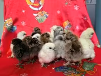 Silkie — photo 5