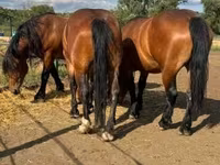 Égua, Cavalos — foto 1
