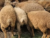 Ovce (partija, pol nije naveden), Karabakh sheep — fotografija 2
