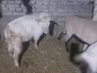 Boucs, Saanen goat — photo 1