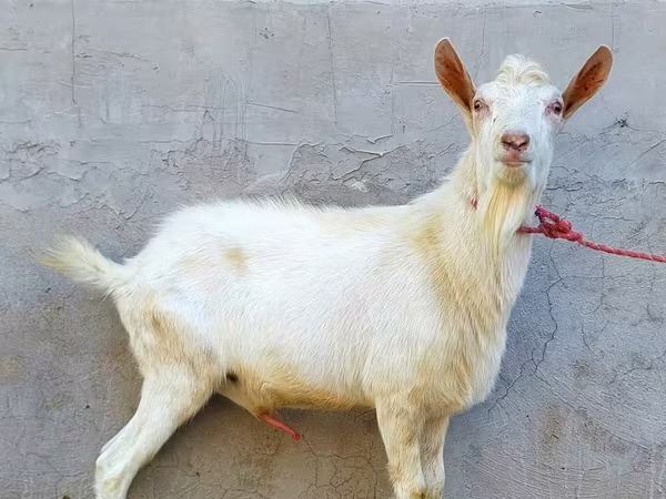 Jarac, Dutch Landrace goats