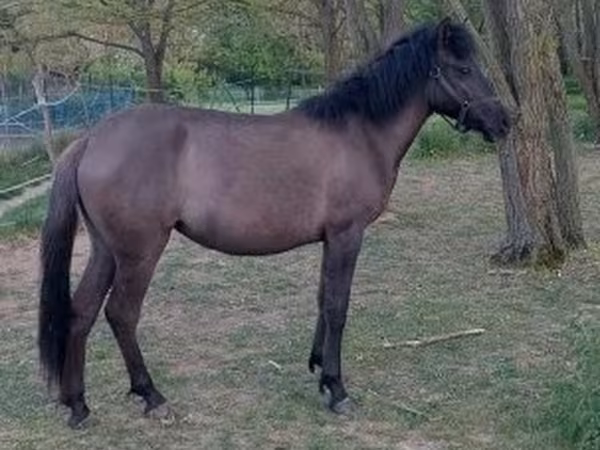 Yegua, Hucul pony